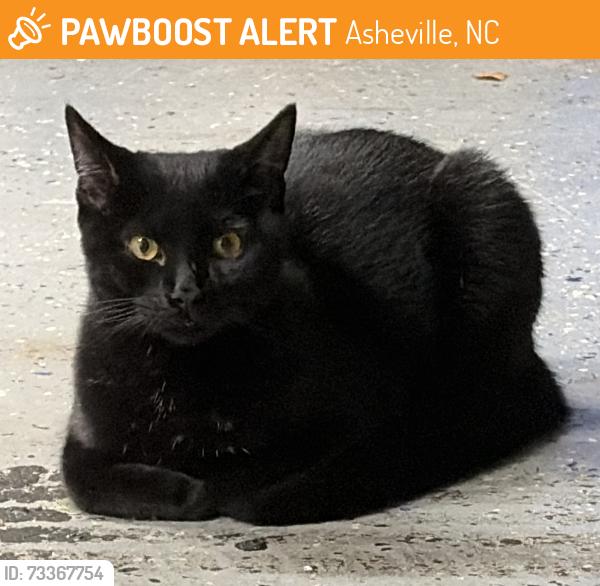 Found/Stray Male Cat last seen Near BUZZARD Rock, Asheville, NC 28804