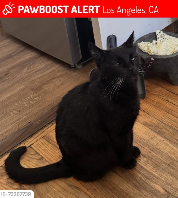 Lost Male Cat last seen Sylvan st and cedros ave van nuys ca, Los Angeles, CA 91411