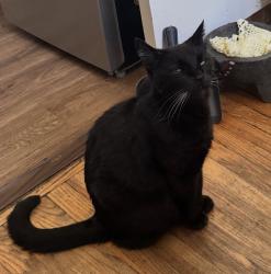 Lost Male Cat last seen Sylvan st and cedros ave van nuys ca, Los Angeles, CA 91411