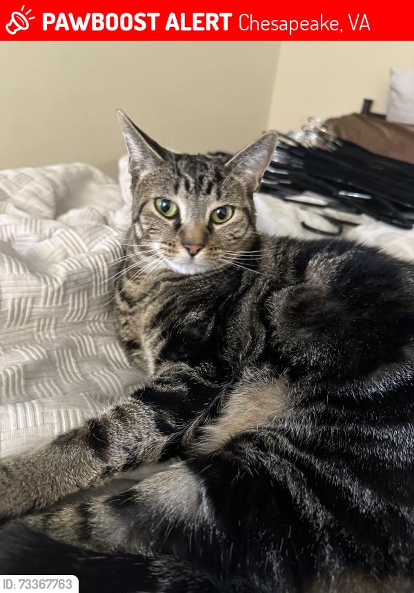 Lost Female Cat last seen Waffle hse, Chesapeake, VA 23320