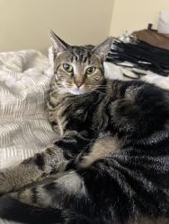 Lost Female Cat last seen Waffle hse, Chesapeake, VA 23320