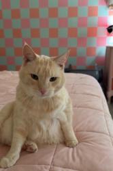 Reunited Male Cat last seen Near W Edgemont Dr, San Bernardino, CA 92405, USA, San Bernardino, CA 92405