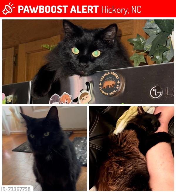 Lost Male Cat last seen Near 20th St Ct NE Hickory, nc 28601, Hickory, NC 28601