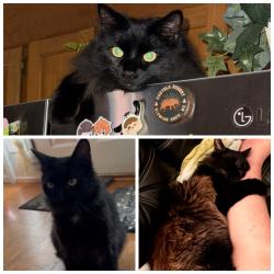 Lost Male Cat last seen Near 20th St Ct NE Hickory, nc 28601, Hickory, NC 28601