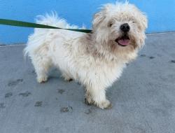 Shelter Stray Male Dog last seen , 4275 Elton St, Baldwin Park, CA 91706, USA
