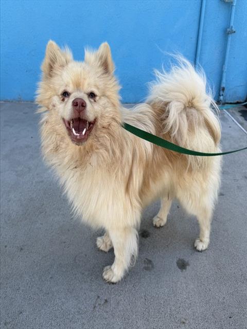 Shelter Stray Male Dog last seen , 4275 Elton St, Baldwin Park, CA 91706, USA