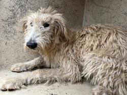 Shelter Stray Female Dog last seen Near BLOCK SE GRAND BLVD, OKLAHOMA CITY OK 73129, 2811 SE 29th St, Oklahoma City, OK 73129, USA