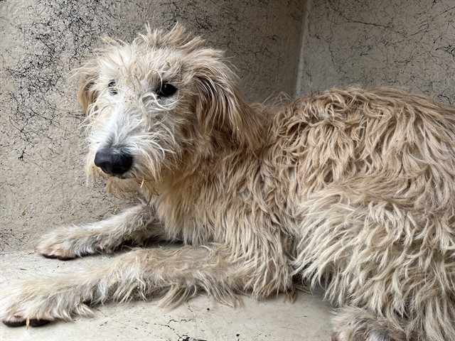 Shelter Stray Female Dog last seen Near BLOCK SE GRAND BLVD, OKLAHOMA CITY OK 73129, 2811 SE 29th St, Oklahoma City, OK 73129, USA