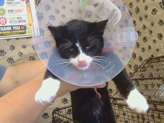 Shelter Stray Male Cat last seen GREENBACK LN/AUBURN BLVD, 95621, 3839 Bradshaw Rd, Sacramento, CA 95827, USA