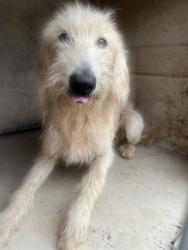 Shelter Stray Female Dog last seen Near BLOCK SE GRAND BLVD, OKLAHOMA CITY OK 73129, 2811 SE 29th St, Oklahoma City, OK 73129, USA