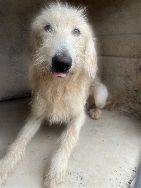 Shelter Stray Female Dog last seen Near BLOCK SE GRAND BLVD, OKLAHOMA CITY OK 73129, 2811 SE 29th St, Oklahoma City, OK 73129, USA