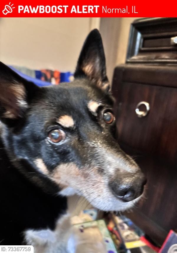 Lost Male Dog last seen South Orr Drive, Normal, IL 61761