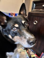 Lost Male Dog last seen South Orr Drive, Normal, IL 61761