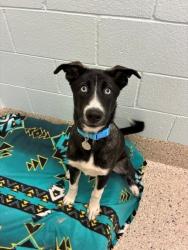 Shelter Stray Male Dog last seen 120TH AND WASHINGTON, 12155 Park Blvd, Brighton, CO 80601, USA