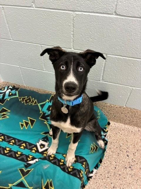 Shelter Stray Male Dog last seen 120TH AND WASHINGTON, 12155 Park Blvd, Brighton, CO 80601, USA