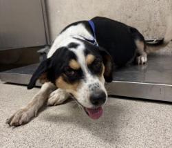 Shelter Stray Female Dog last seen Near BLOCK POST RD, PERRIS CA 92570, 6851 Van Buren Boulevard, Jurupa Valley, CA 92509, USA