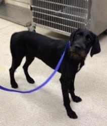 Shelter Stray Male Dog last seen Near BLOCK MARSHALL ST, PERRIS, CA, 6851 Van Buren Boulevard, Jurupa Valley, CA 92509, USA