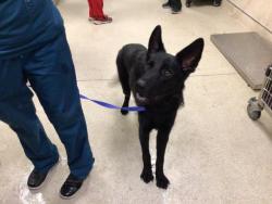Shelter Stray Female Dog last seen MACARTHUR RD/GARFIELD ST, 6851 Van Buren Boulevard, Jurupa Valley, CA 92509, USA