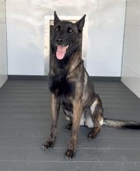 Shelter Stray Female Dog last seen CORNEJO DRIVE, 333 Chandler Pl, San Bernardino, CA 92408, USA