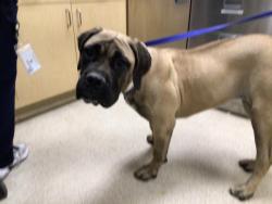 Shelter Stray Female Dog last seen Near BLOCK VILLA WOODS DR, JURUPA VALLEY CA 92509, 6851 Van Buren Boulevard, Jurupa Valley, CA 92509, USA