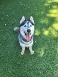 Shelter Stray Male Dog last seen , 14409 Vanowen St, Van Nuys, CA 91405, USA