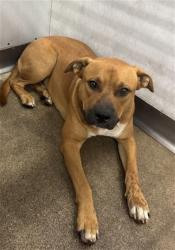 Shelter Stray Male Dog last seen Near BLOCK N ARROWHEAD AVE, 333 Chandler Pl, San Bernardino, CA 92408, USA