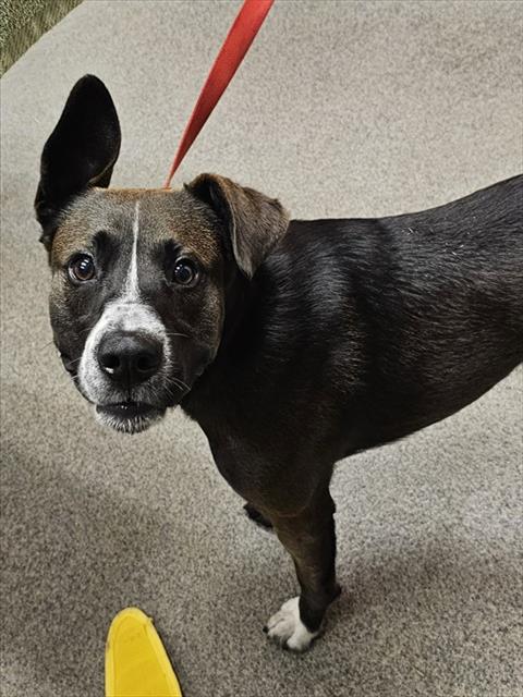 Shelter Stray Male Dog last seen Near BLOCK HOLLYFERN DR, 4950 SW Triana Blvd, Huntsville, AL 35805, USA