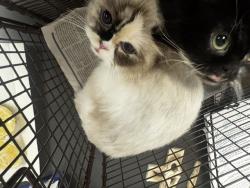 Shelter Stray Female Cat last seen , 14409 Vanowen St, Van Nuys, CA 91405, USA