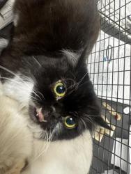 Shelter Stray Male Cat last seen , 14409 Vanowen St, Van Nuys, CA 91405, USA