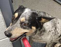 Shelter Stray Female Dog last seen Near BLOCK BO HOWARD RD, 4950 SW Triana Blvd, Huntsville, AL 35805, USA