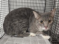 Shelter Stray Unknown Cat last seen , 14409 Vanowen St, Van Nuys, CA 91405, USA