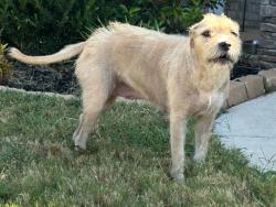 Shelter Stray Female Dog last seen Near BLOCK WINKLE DR, 4950 SW Triana Blvd, Huntsville, AL 35805, USA