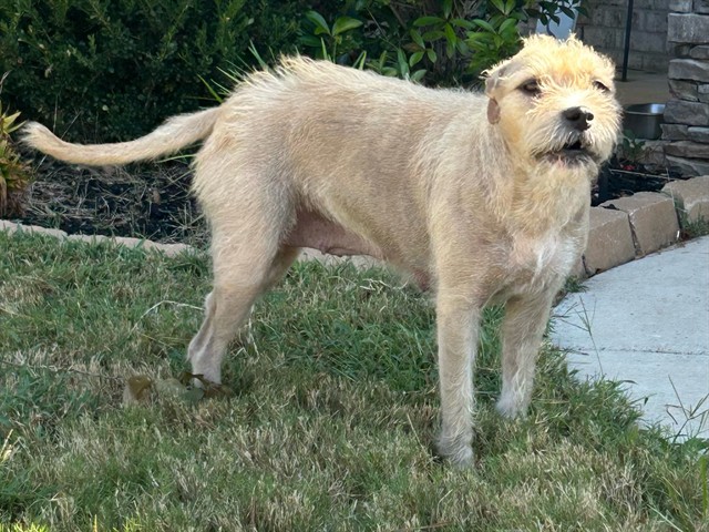 Shelter Stray Female Dog last seen Near BLOCK WINKLE DR, 4950 SW Triana Blvd, Huntsville, AL 35805, USA