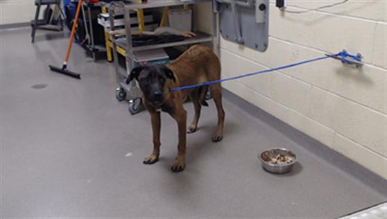 Shelter Stray Female Dog last seen Near BLOCK N SHERIDAN BLVD, DENVER CO 80204, 1241 W Bayaud Ave, Denver, CO 80223, USA
