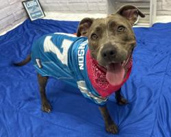 Shelter Stray Female Dog last seen Near BLOCK CARLIN ST, DETROIT, MI 48228, 7401 Chrysler Dr, Detroit, MI 48211, USA