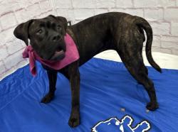 Shelter Stray Female Dog last seen Near BLOCK CASPER ST, DETROIT MI 48210, 7401 Chrysler Dr, Detroit, MI 48211, USA