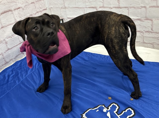 Shelter Stray Female Dog last seen Near BLOCK CASPER ST, DETROIT MI 48210, 7401 Chrysler Dr, Detroit, MI 48211, USA