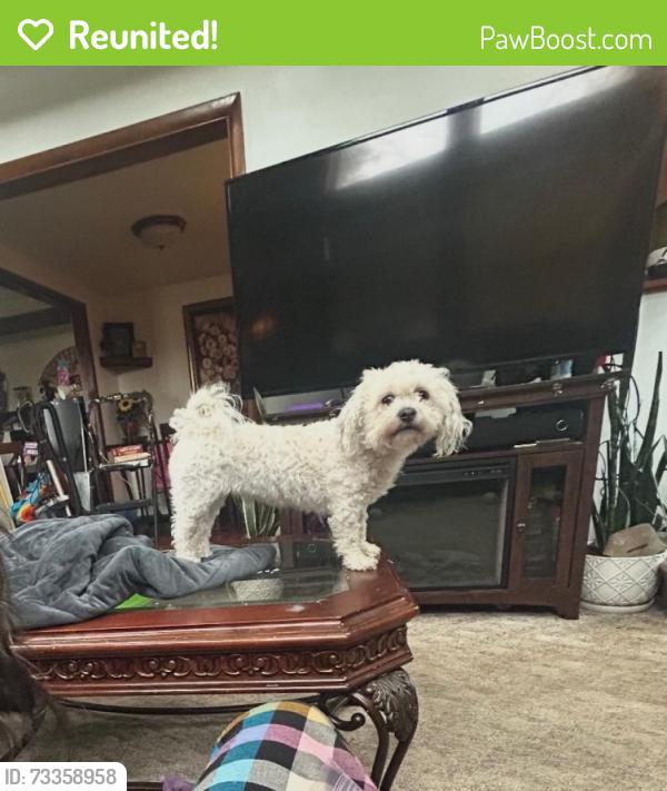 Reunited Female Dog last seen Segar and Swallow Hill, Pittsburgh, PA 15243