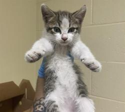 Shelter Stray Male Cat last seen JIBBOOM ST & RICHARDS BLVD, 2127 Front St, Sacramento, CA 95818, USA