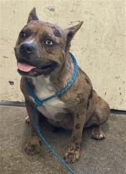 Shelter Stray Female Dog last seen FRANKLIN BLVD & MACK RD, 2127 Front St, Sacramento, CA 95818, USA