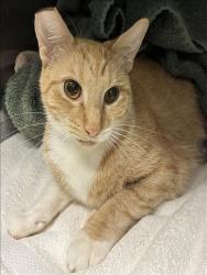 Shelter Stray Female Cat last seen , 11361 W Pico Blvd, Los Angeles, CA 90064, USA