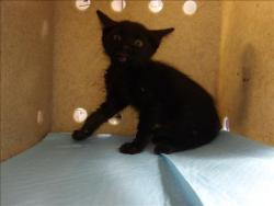Shelter Stray Unknown Cat last seen , 11361 W Pico Blvd, Los Angeles, CA 90064, USA