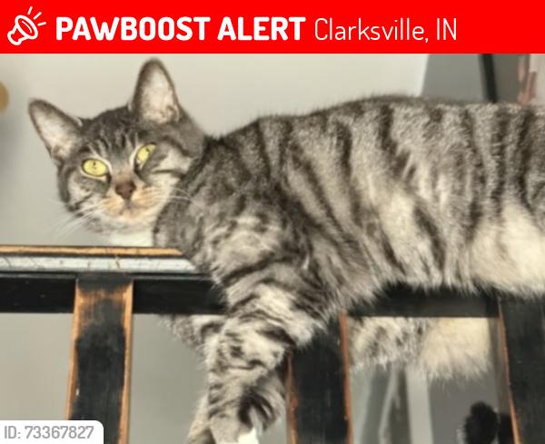 Lost Female Cat last seen Parkwood, Clarksville, IN 47129
