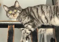 Lost Female Cat last seen Parkwood, Clarksville, IN 47129