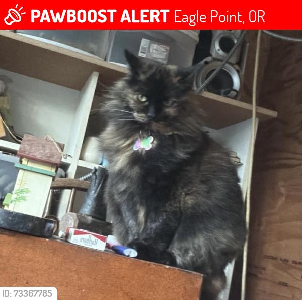 Lost Female Cat last seen Agate lake eagle point, Oregon, Eagle Point, OR 97524