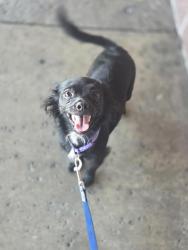 Lost Male Dog last seen Sussn, Santa Ana, CA 92703