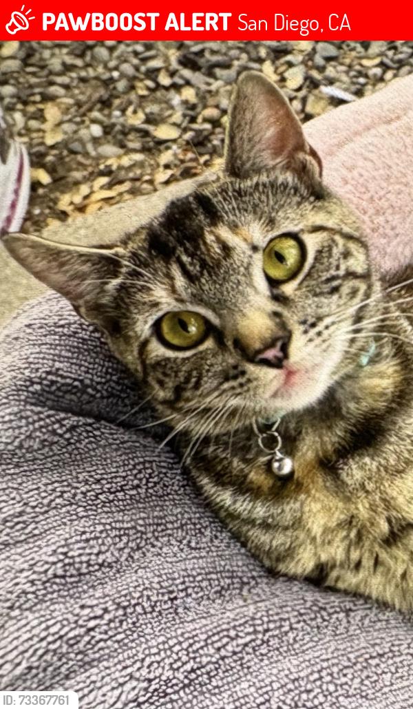 Lost Female Cat last seen Laurel Ave, San Diego, CA 92103