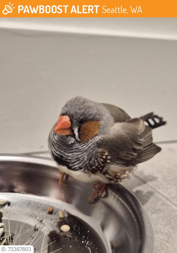 Found/Stray Unknown Bird last seen 24th ave and plum st seattle, washington, Seattle, WA 98144