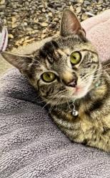 Lost Female Cat last seen Laurel Ave, San Diego, CA 92103
