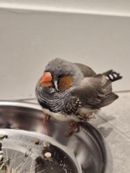 Found/Stray Unknown Bird last seen 24th ave and plum st seattle, washington, Seattle, WA 98144